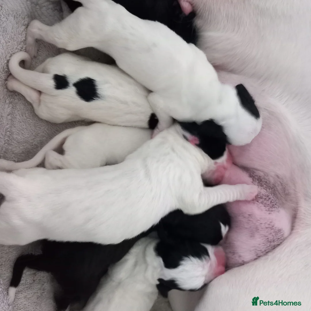 Mixed Breed dogs for sale: Adorable Boxer x Cocker Spaniel puppies 🐶 - Advert 1