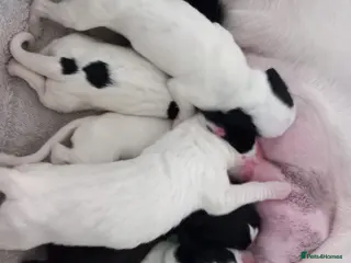 Mixed Breed dogs Adorable Boxer x Cocker Spaniel puppies 🐶 - Advert 5