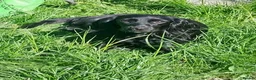 Cocker Spaniel dogs for sale: Black cocker spaniels x2  - Advert 1