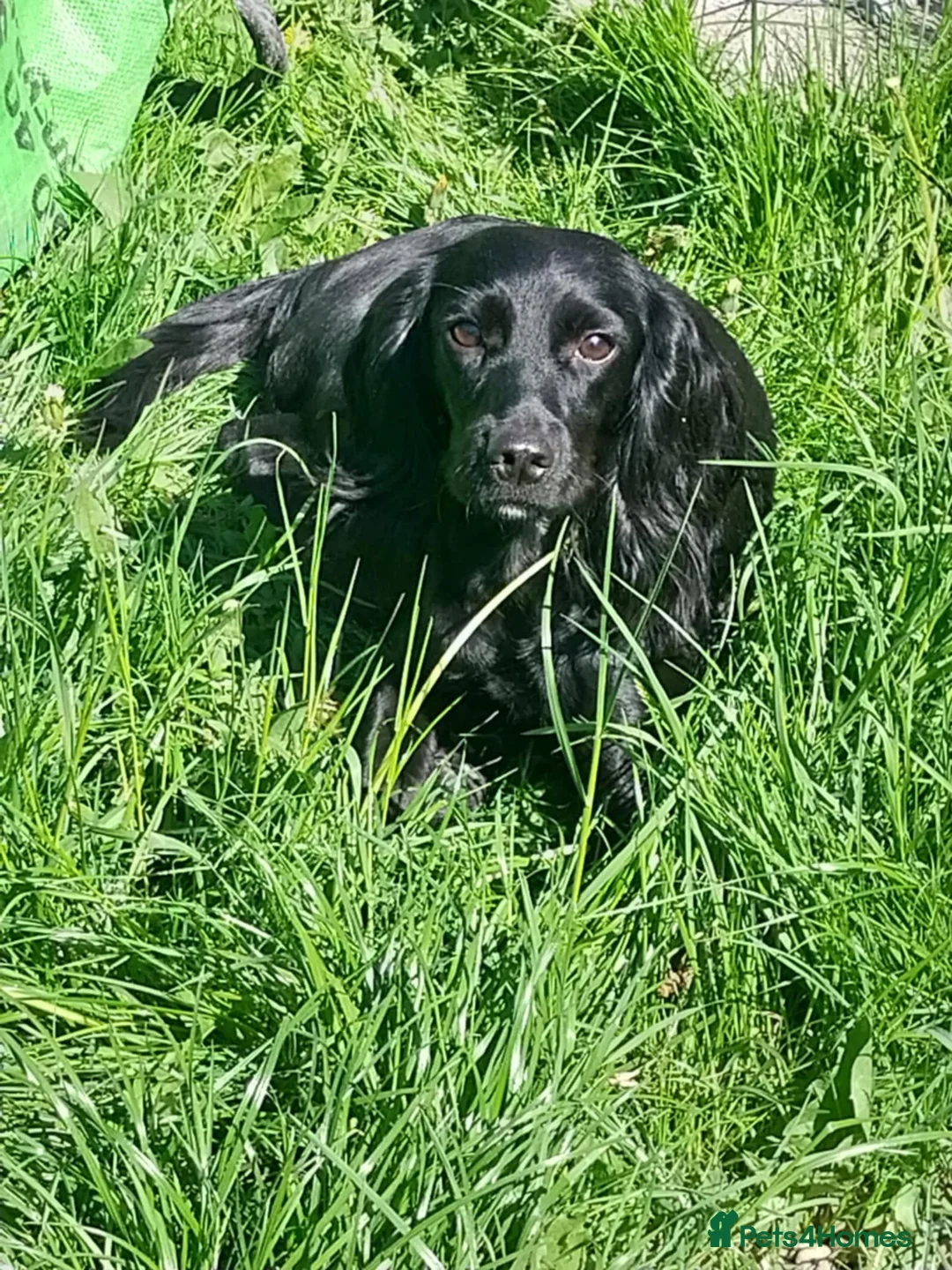 Cocker Spaniel dogs for sale: Black cocker spaniels x2  - Advert 1