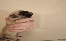 Pug dogs for sale: PEDIGREE PUG PUPPIES  - Advert 3
