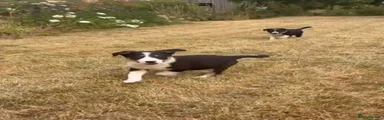 Border Collie 5
