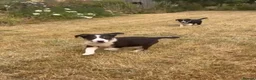 Border Collie dogs for sale: 9 Border Collie pups - Advert 5