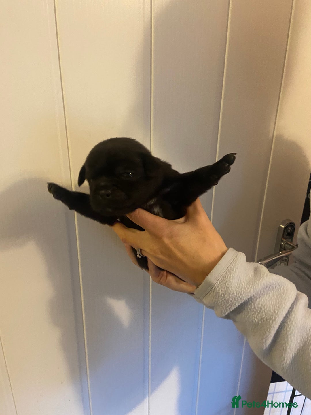 Jug dogs for sale: Beautiful jug puppies looking for forever home - Advert 12