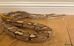 Python Snake reptiles for sale: Royal python for rehoming  - Image 2