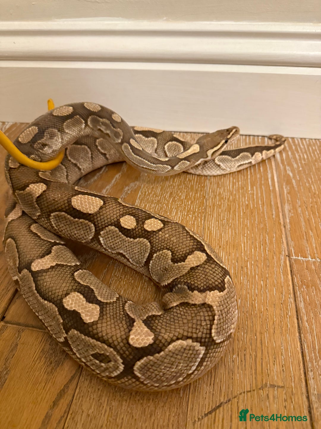 Python Snake reptiles for sale: Royal python for rehoming  - Image 2