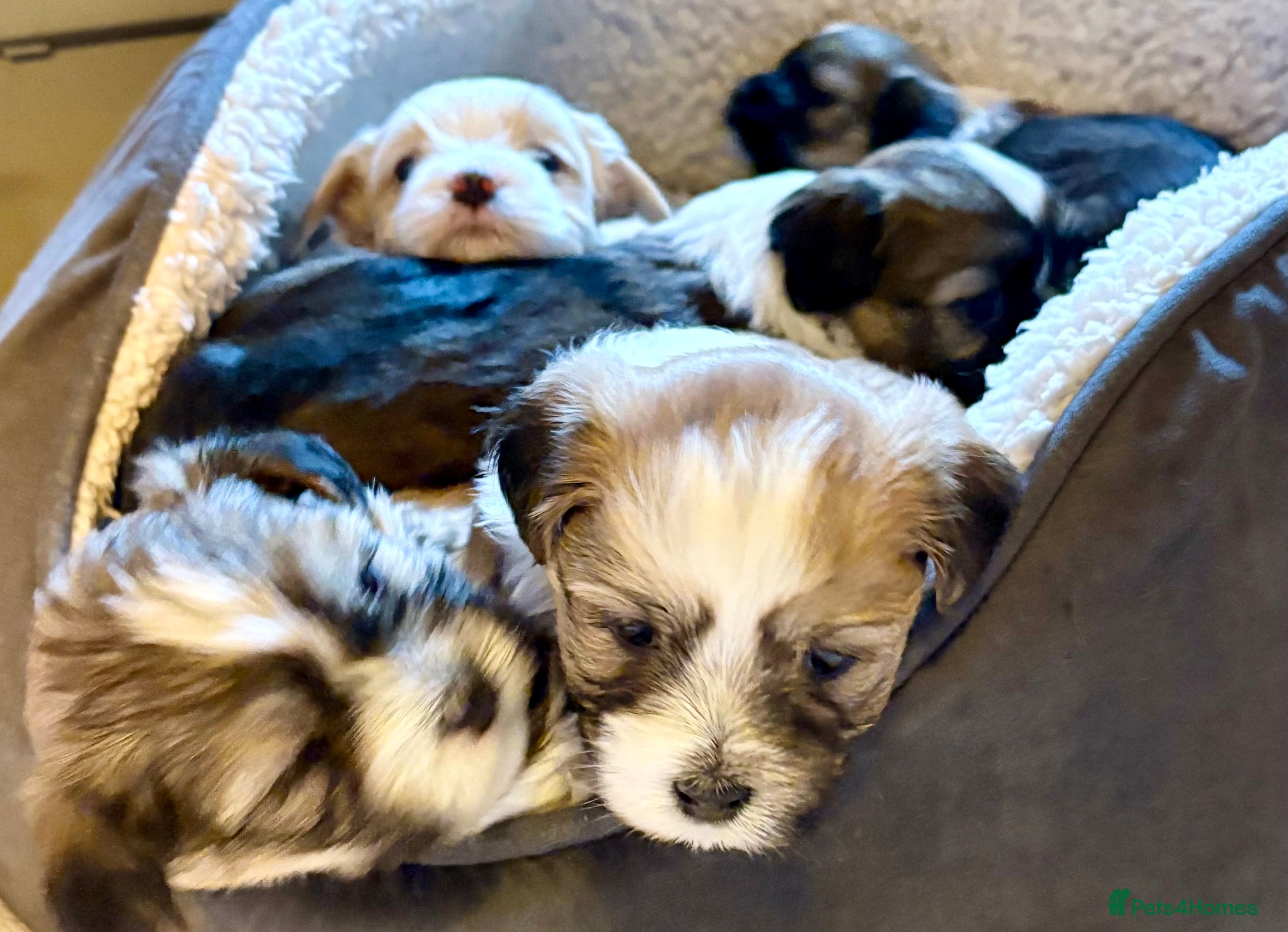 Havanese dogs Gorgeous Havanese Puppies  - Advert 2