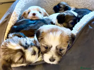 Havanese dogs Gorgeous Havanese Puppies - Advert 2