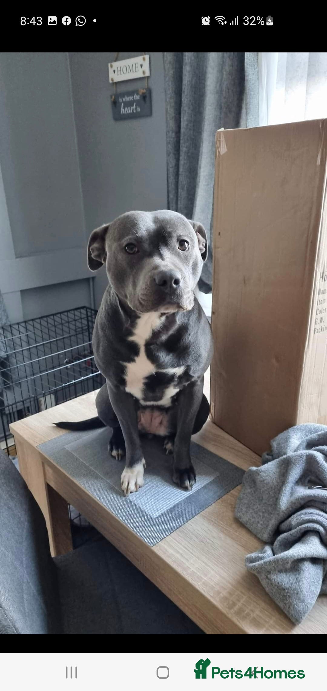 Staffordshire Bull Terrier dogs for stud: *PROVEN stud* Blue Staffordshire bull terrier in Middlesbrough - Advert 15