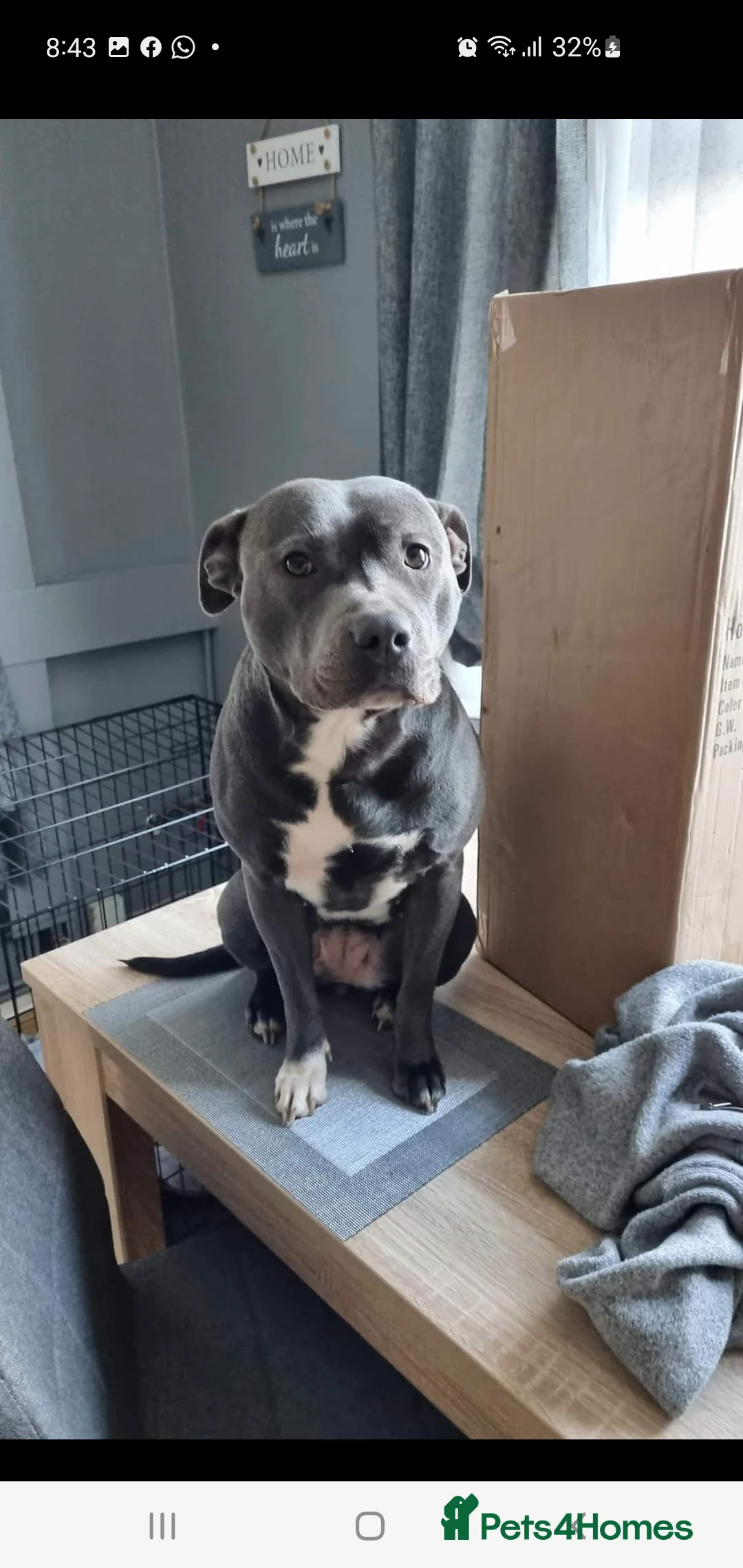 Staffordshire Bull Terrier dogs for stud: *PROVEN stud* Blue Staffordshire bull terrier in Middlesbrough - Advert 15