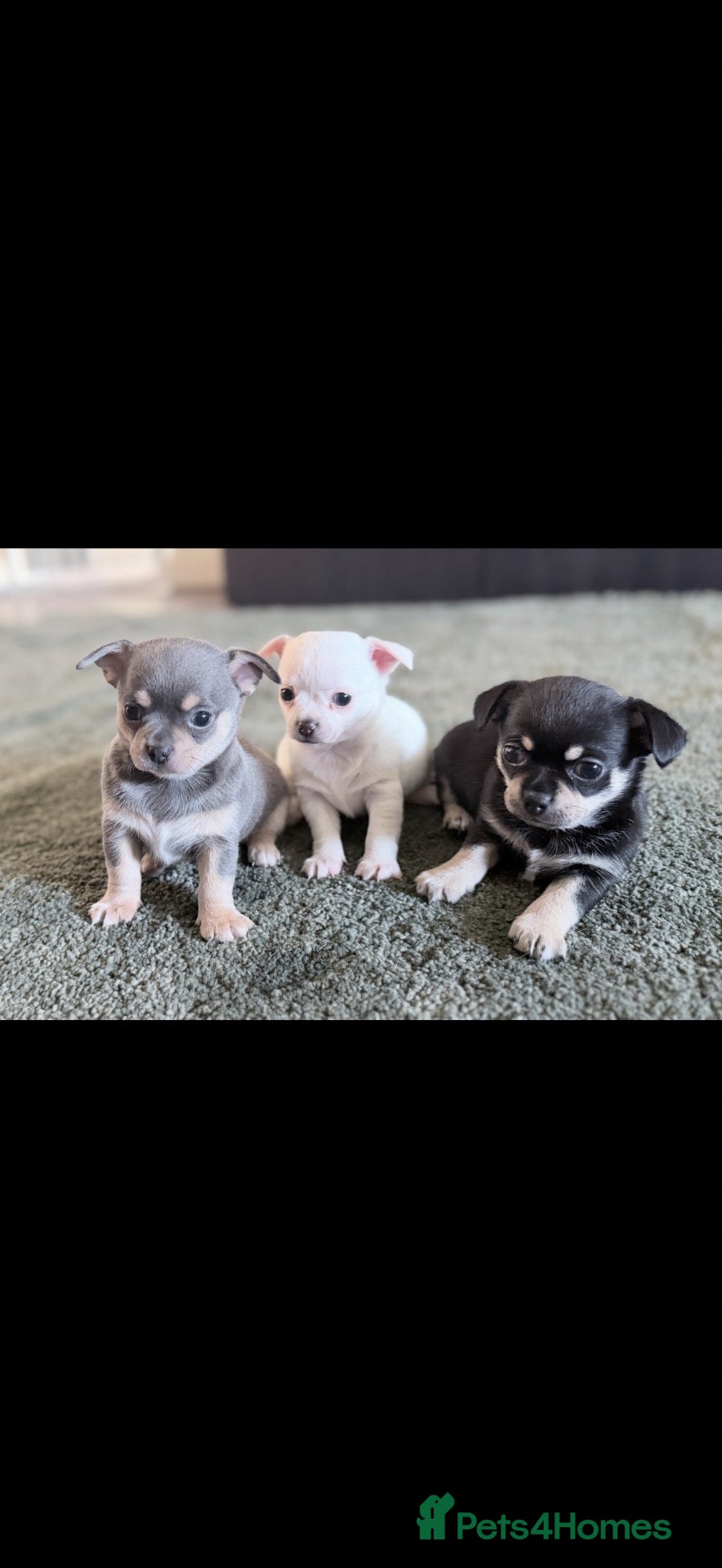Chihuahua dogs Chihuahua boys  - Advert 1