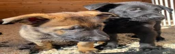 German Shepherd dogs for sale: Working Line German Shepherd Puppies - Cornwall in Hayle - Advert 28