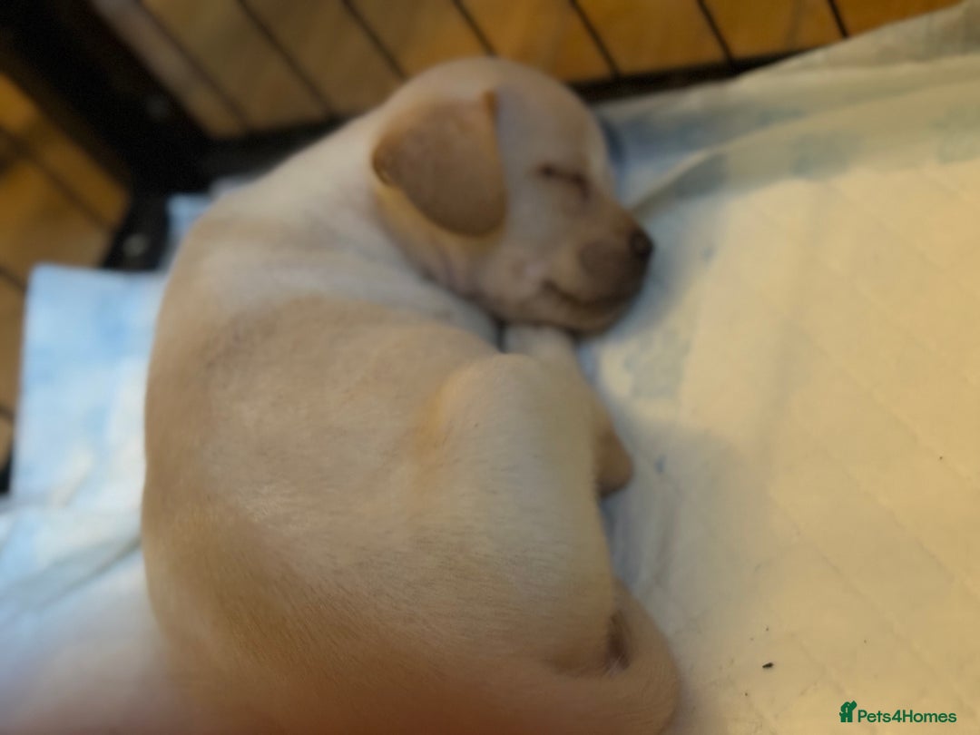 Mixed Breed dogs for sale: Fluffy Frenchie x Jackapoo  - Image 5