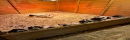 English Springer Spaniel dogs for sale: Chunky English Springer Spaniel Pups  - Advert 4