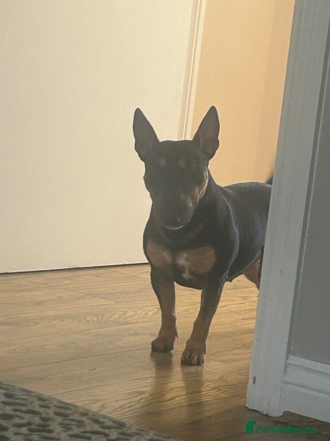 Miniature Bull terrier dogs for sale: Miniature bull terrier  - Image 3