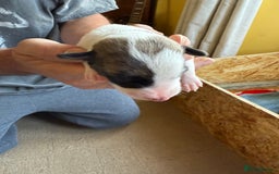 Lurcher dogs for sale: Litter of fabulous Lurchers - Image 16