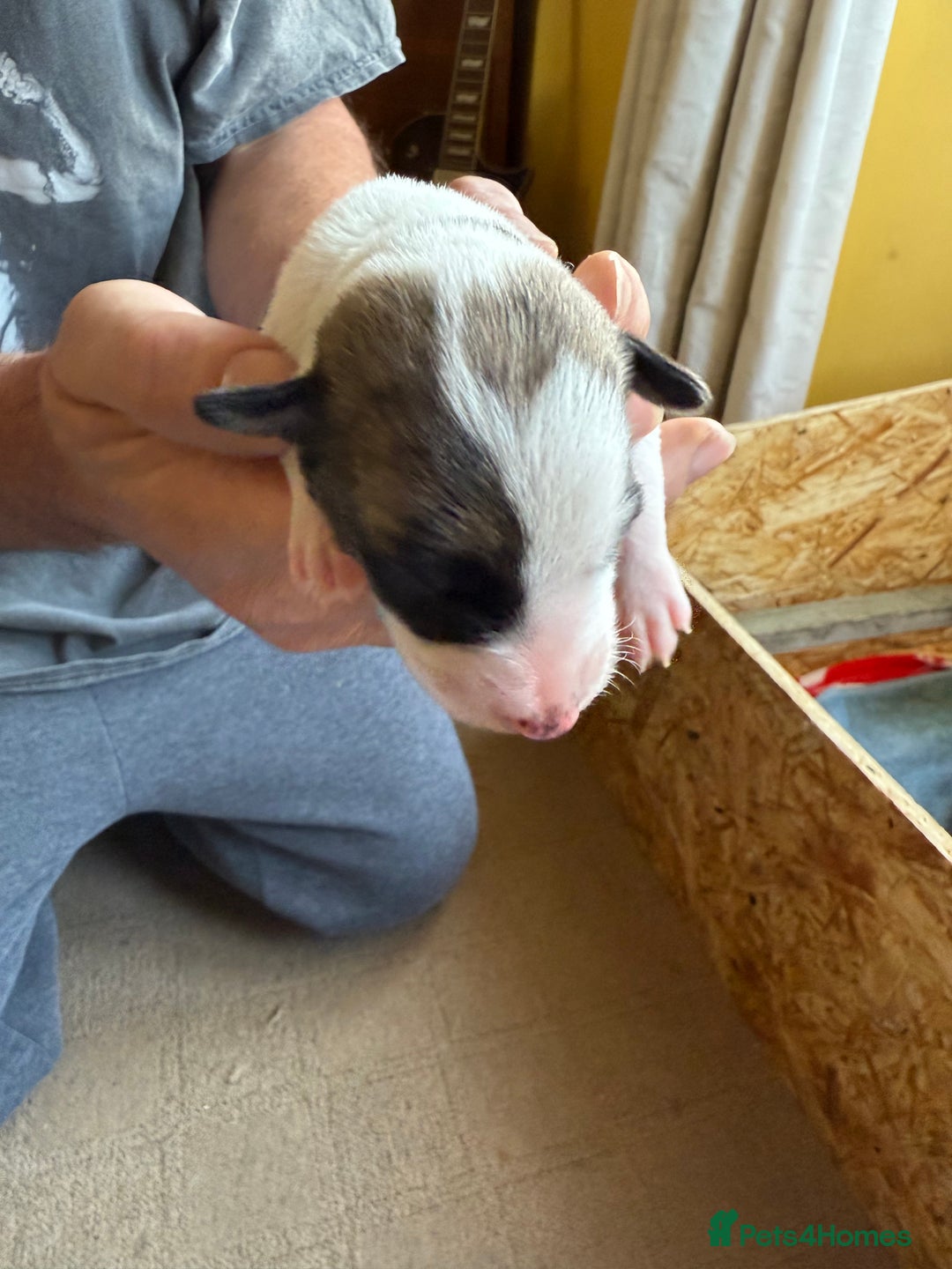 Lurcher dogs for sale: Litter of fabulous Lurchers - Image 16