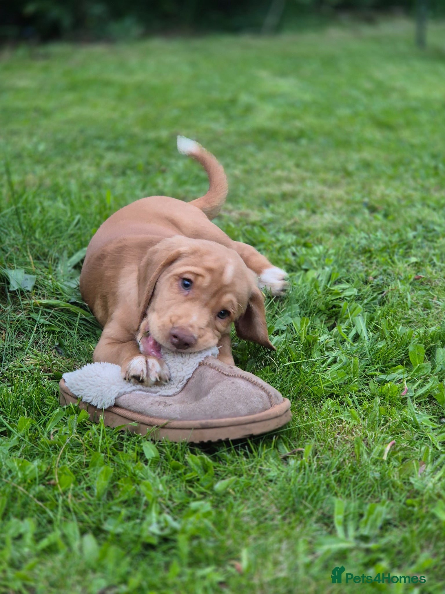Cockerdor dogs for sale: F1b cockerdors READY NOW  - Advert 2