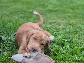 Cockerdor dogs for sale: F1b cockerdors READY NOW - Advert 2