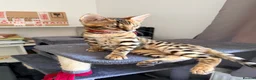 Bengal cats for sale: Stunning Bengal 3 Boys left - Advert 24
