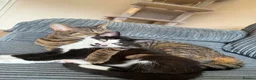 Mixed Breed cats for sale: Cats  in Wirral - Advert 4