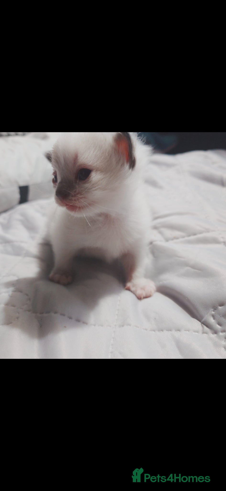 Ragdoll cats for sale: RAGDOLL KITTENS AVALIABLE NOW  - Advert 9