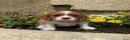 Cavalier King Charles Spaniel dogs for sale: Super KC blenheim pups from health tested parents - Advert 14