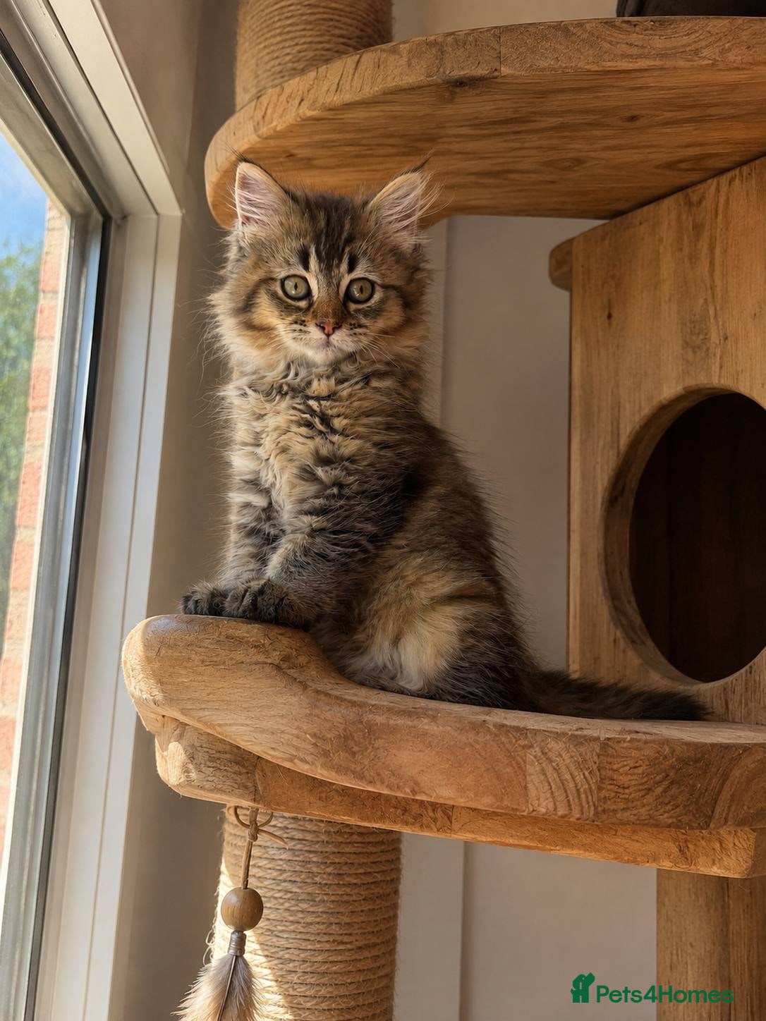 British Longhair cats looking for a home !!!!! 2 kittens left each 500£  - Advert 11