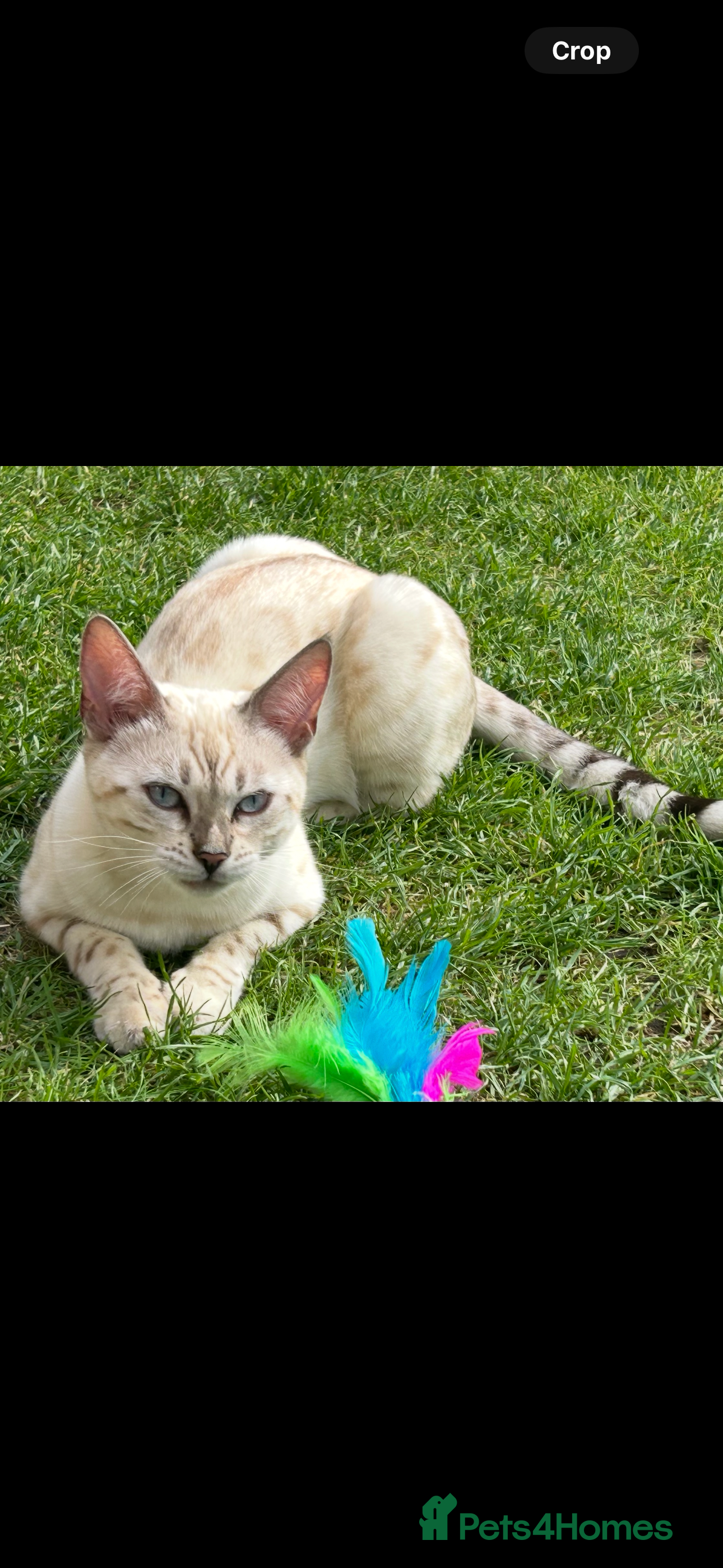 Bengal cats bengal snow lynx age 2 - Advert 2