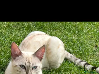 Bengal cats bengal snow lynx age 2 - Advert 2