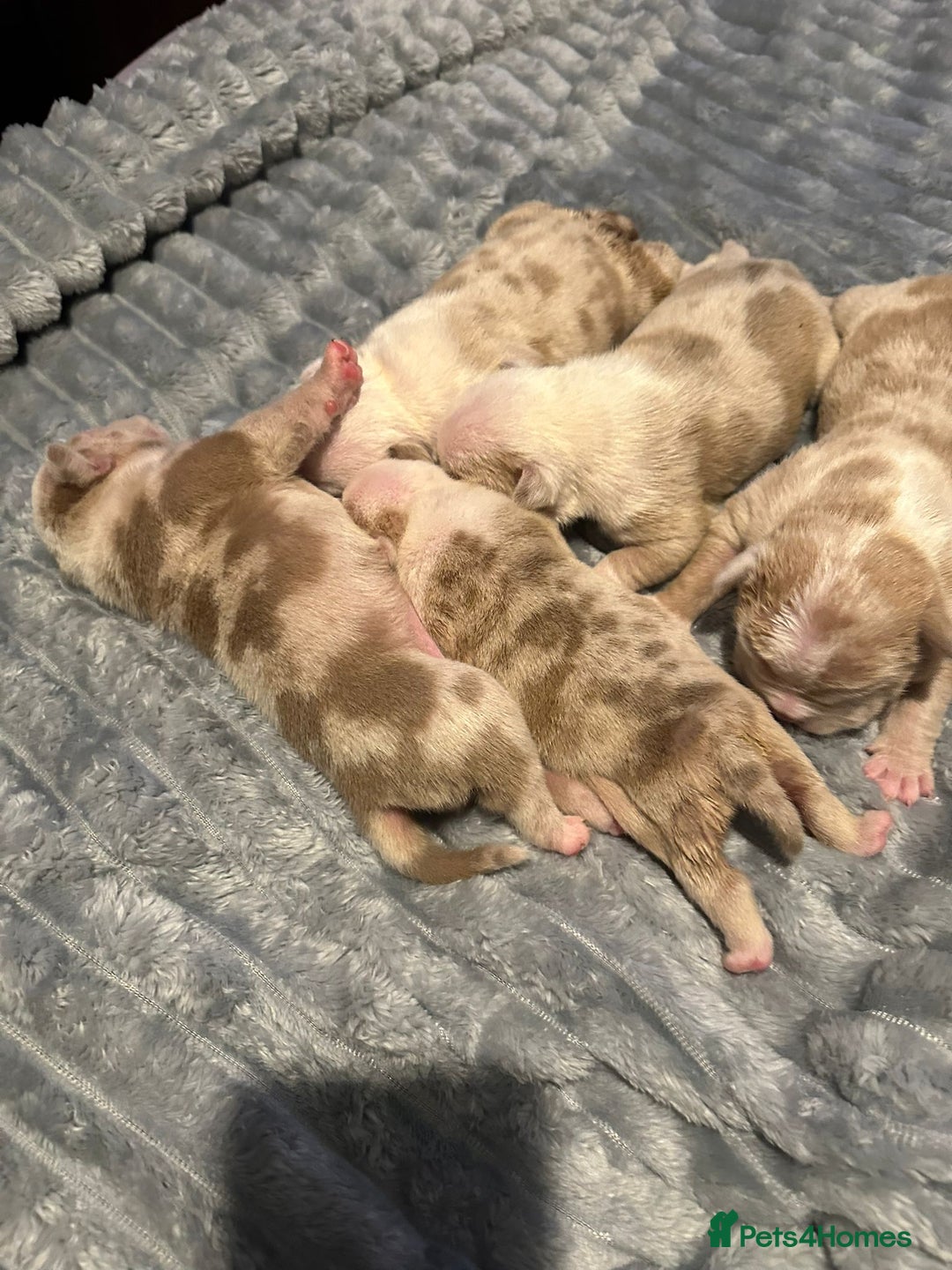 American Bully dogs for sale: Female Pocket Bully Puppy - Advert 9