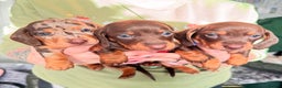 Miniature Dachshund dogs for sale: 6 KC registered miniature dachshund pupps  - Advert 2