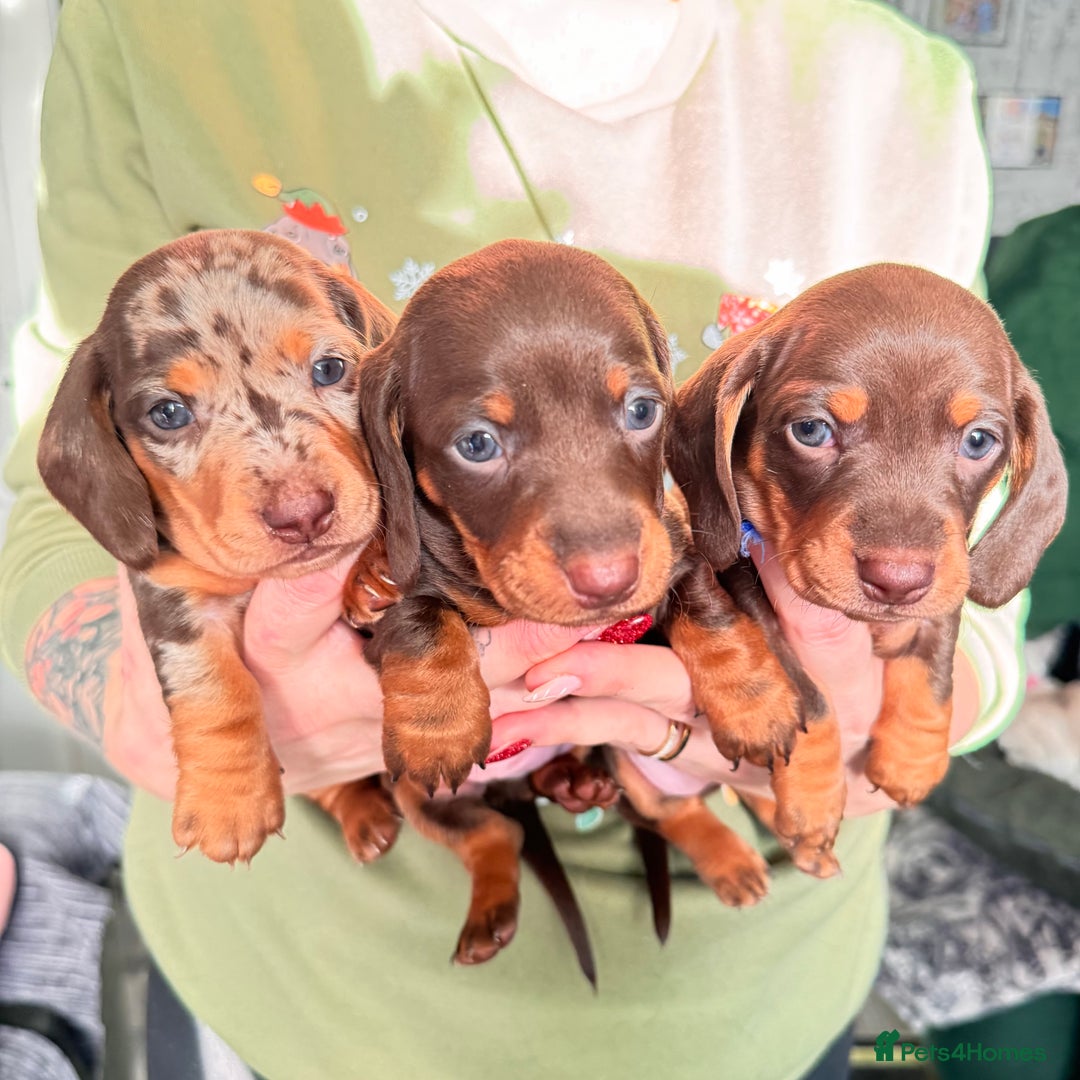 Miniature Dachshund dogs for sale: 6 KC registered miniature dachshund pupps  - Advert 2