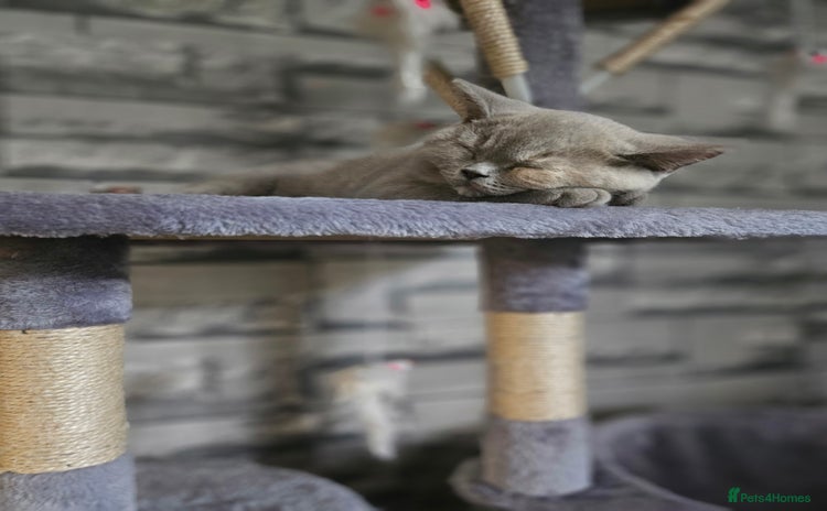 British Shorthair cats - Advert 5