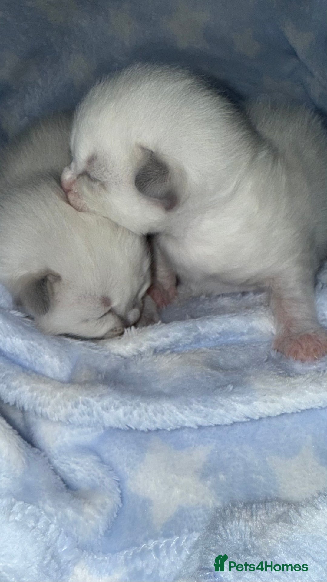 Ragdoll cats for sale: Stunning Blue Colourpoint Mitted Ragdoll kittens - Image 4