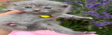 Scottish Fold 4
