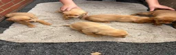Labrador Retriever dogs for sale: Fox red Labrador puppys kc registered  - Advert 8