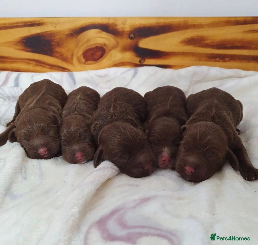 Cocker Spaniel dogs for stud: FOR STUD KC working cocker, Fully Health tested  in King's Lynn - Advert 3