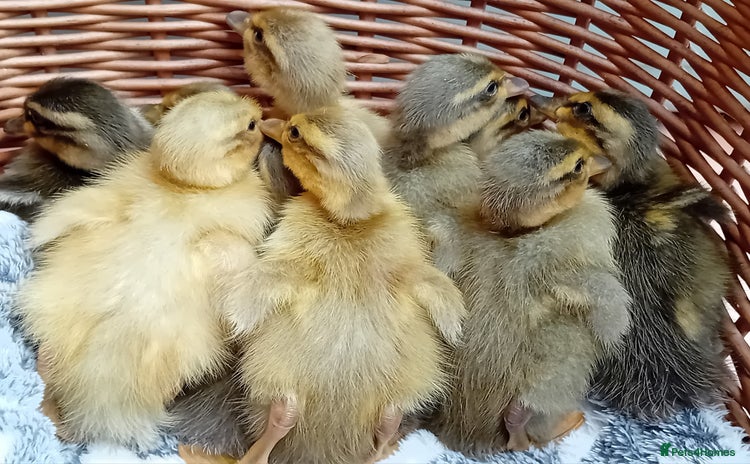 Ducks poultry - Advert 1
