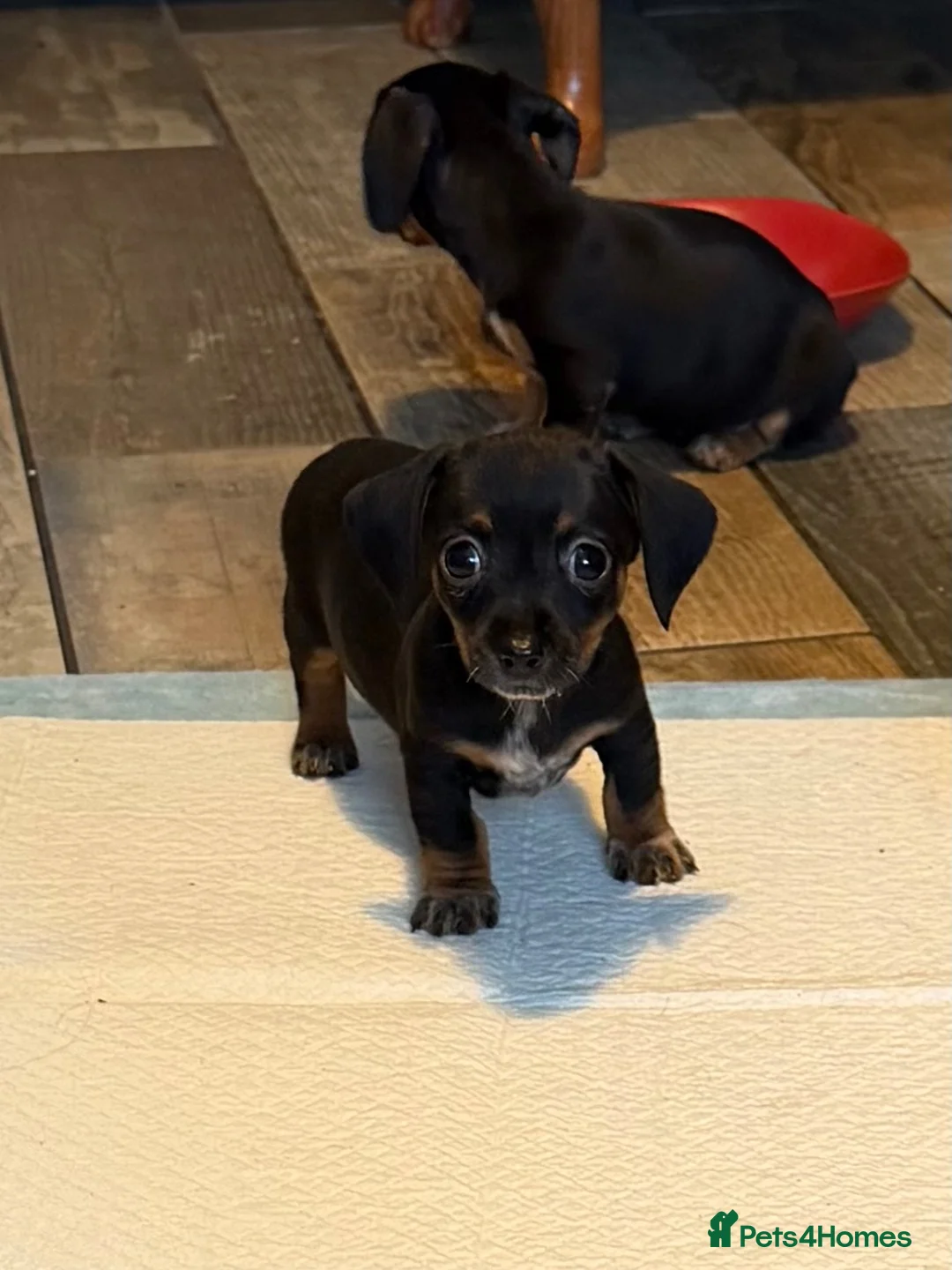 Chiweenie dogs for sale: Chiweenie pups for sale  - Advert 2