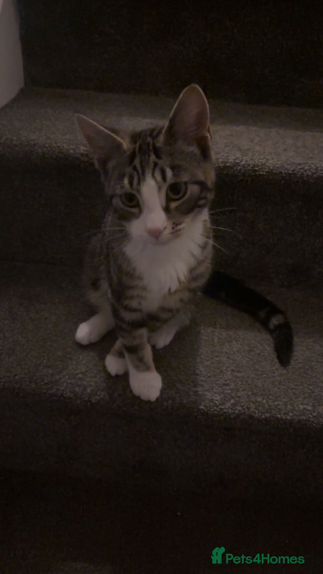 Mixed Breed cats jayjay - Advert 6