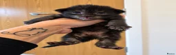 Maine Coon cats for sale: 🖤LAST BLACK SMOKE GIRL🖤 - Advert 8