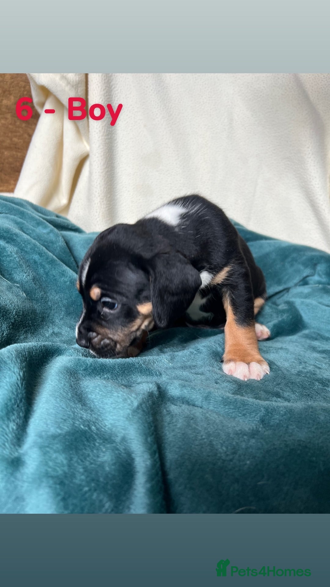 Mixed Breed dogs for sale: Old Tyme English Bulldog x Sproodle Puppies - Image 8