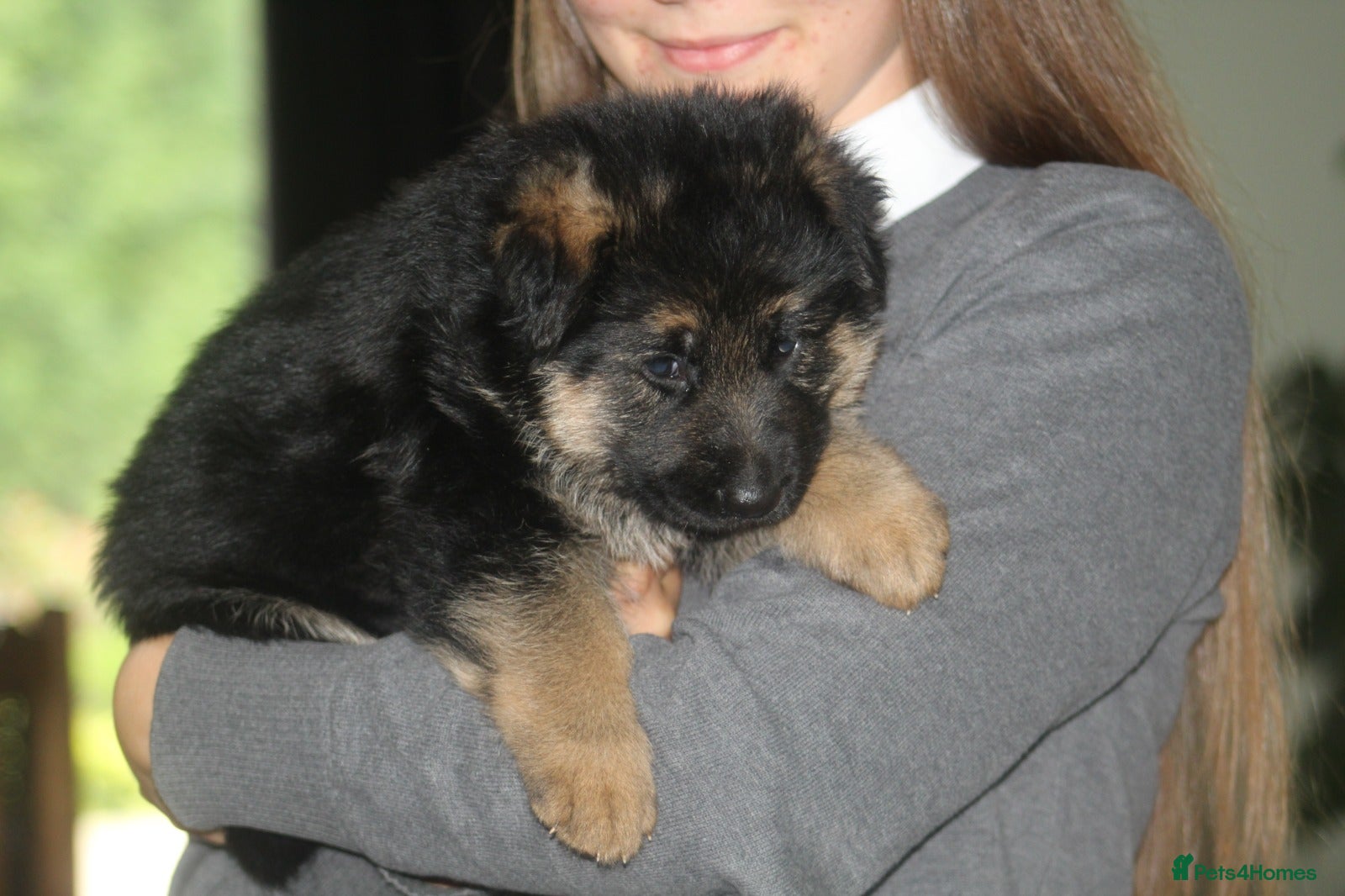 German Shepherd dogs Outstanding KC Registered German Shepherd Puppies - Advert 2
