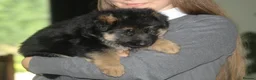 German Shepherd dogs for sale: Outstanding KC Registered German Shepherd Puppies in Newcastle upon Tyne - Advert 9