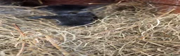 Mini Lop rabbits for sale: BRC Mini Lops  - Advert 3