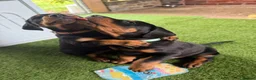 Dobermann dogs for sale: Exceptional Doberman X Doberman/rottwiler  - Advert 2