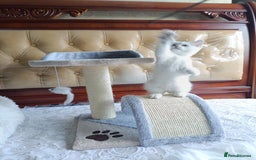 British Shorthair cats for sale: Scottish Fold and Straight kittens  - Image 21