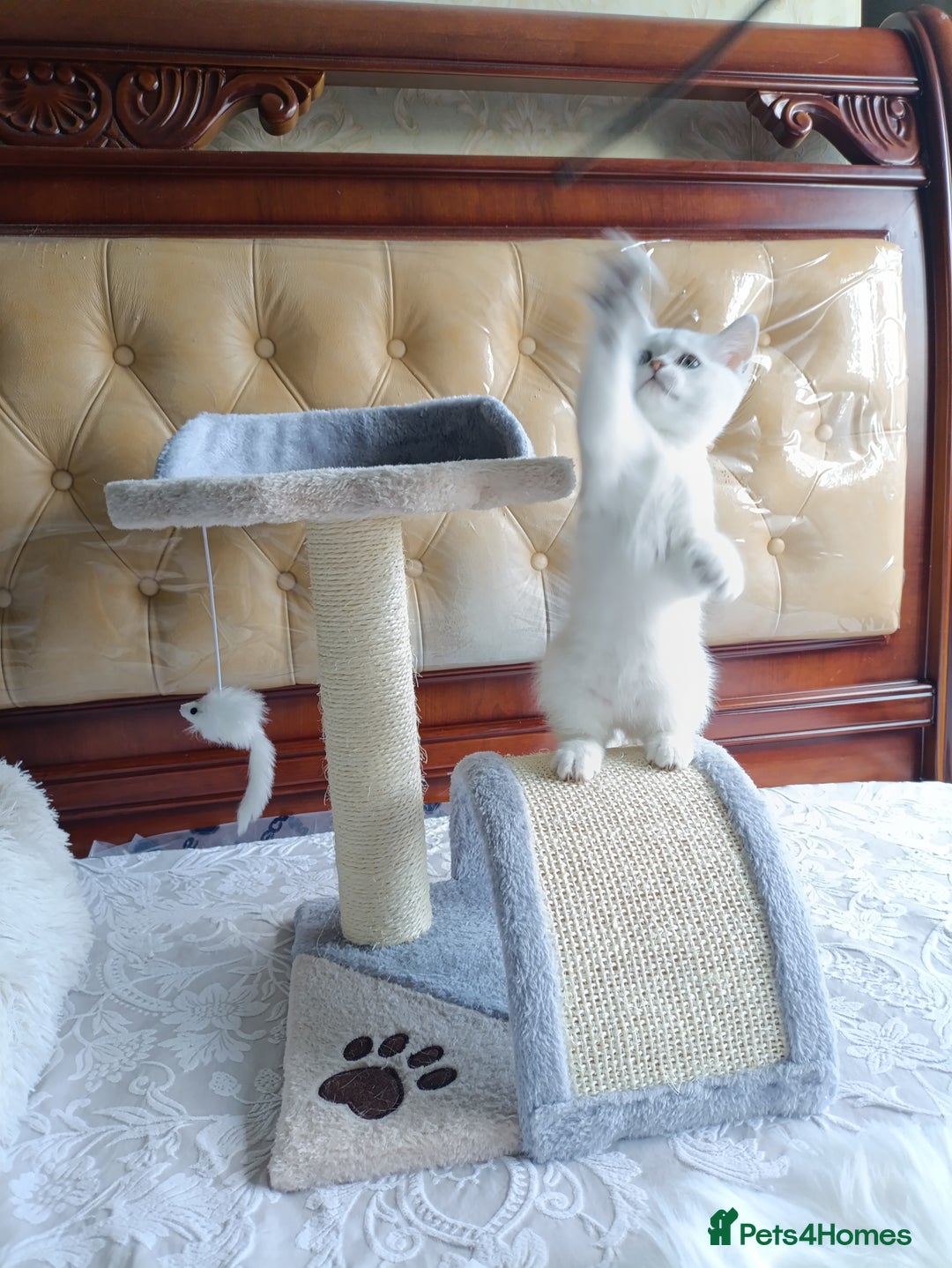 British Shorthair cats for sale: Scottish Fold and Straight kittens  - Image 21