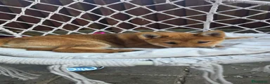 Japanese Shiba Inu 1